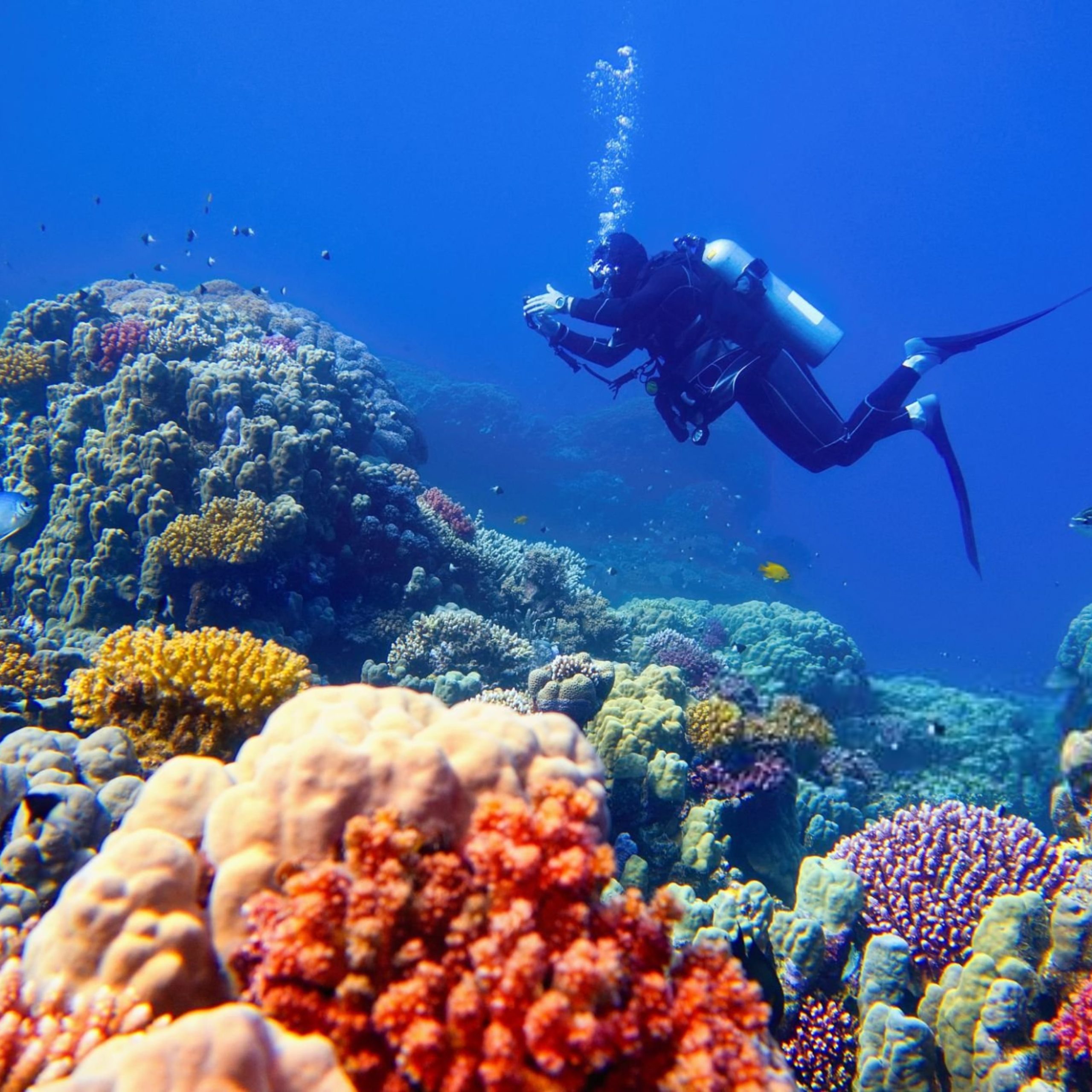 Man-scuba-diver-checking-beautiful-colorful-healthy-coral-re-1-scaled.jpg