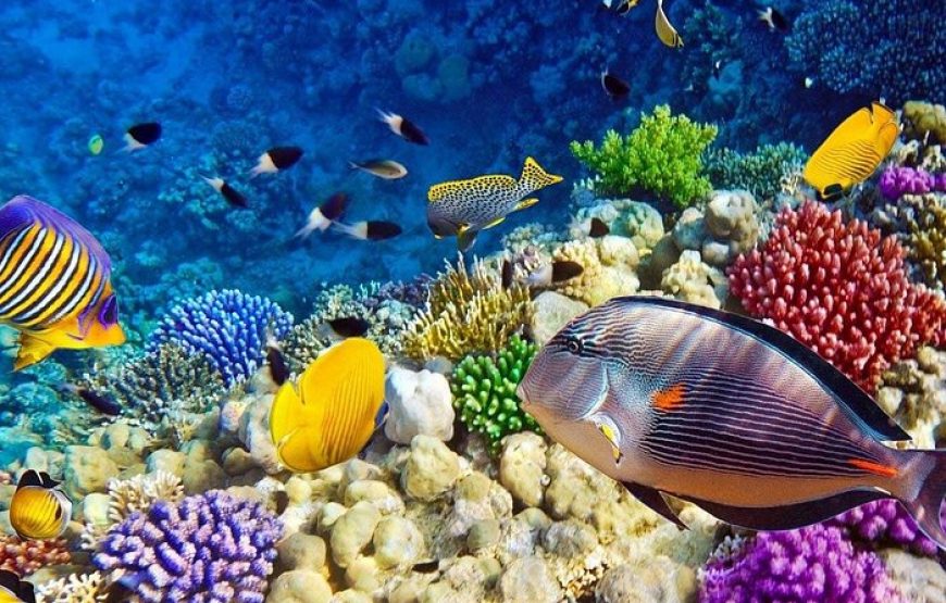 Glass Bottom Boat Excursion in Sharm El Sheikh