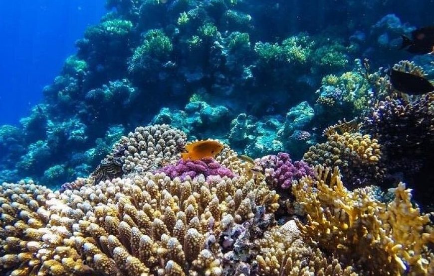 Glass Bottom Boat Excursion in Sharm El Sheikh