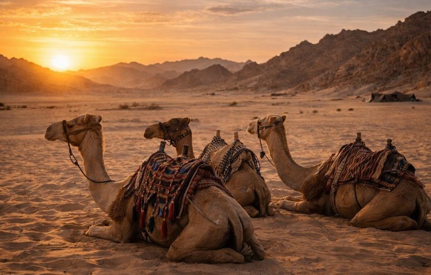 Quad Bike Desert Adventure In Sharm El Sheikh