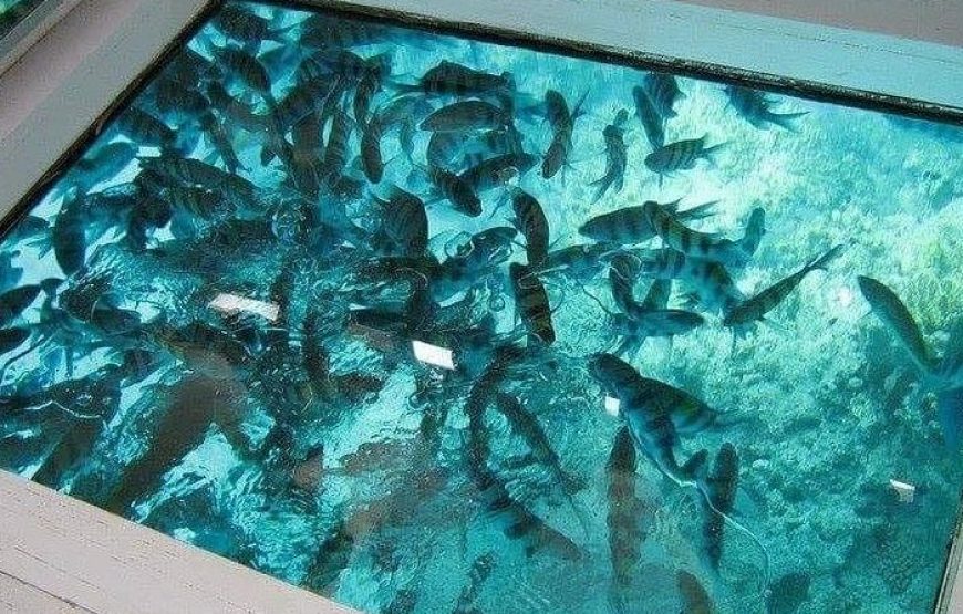 Glass Bottom Boat Excursion in Sharm El Sheikh