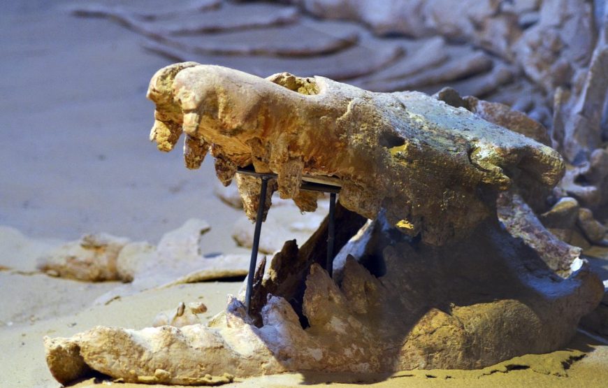 Full-Day Fayoum Oasis Private Tour from Cairo or Giza