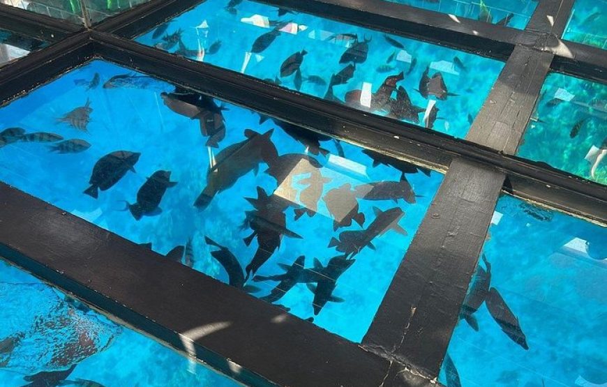 Glass Bottom Boat Excursion in Sharm El Sheikh