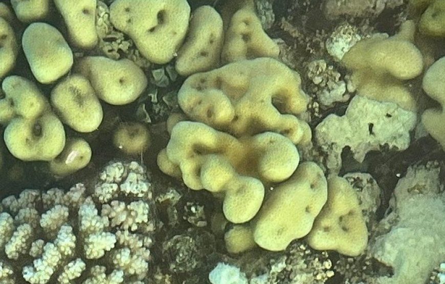 Glass Bottom Boat Excursion in Sharm El Sheikh