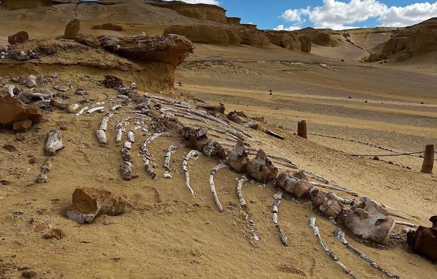 Full-Day Fayoum Oasis Private Tour from Cairo or Giza