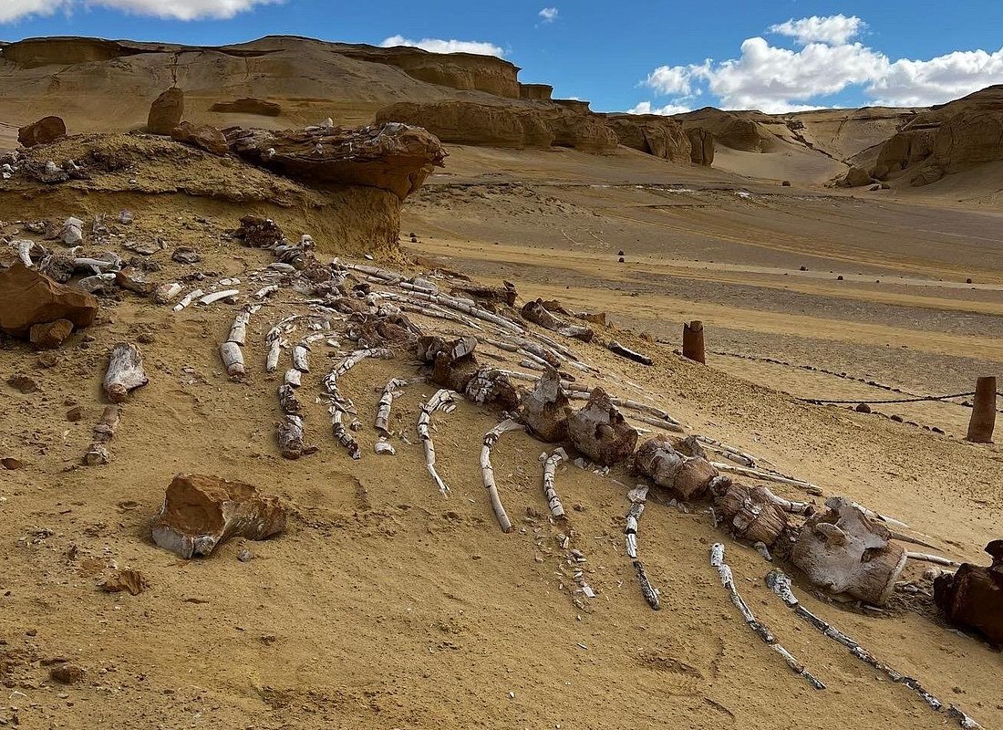 Valley of the Whales (Wadi Al-Hitan)