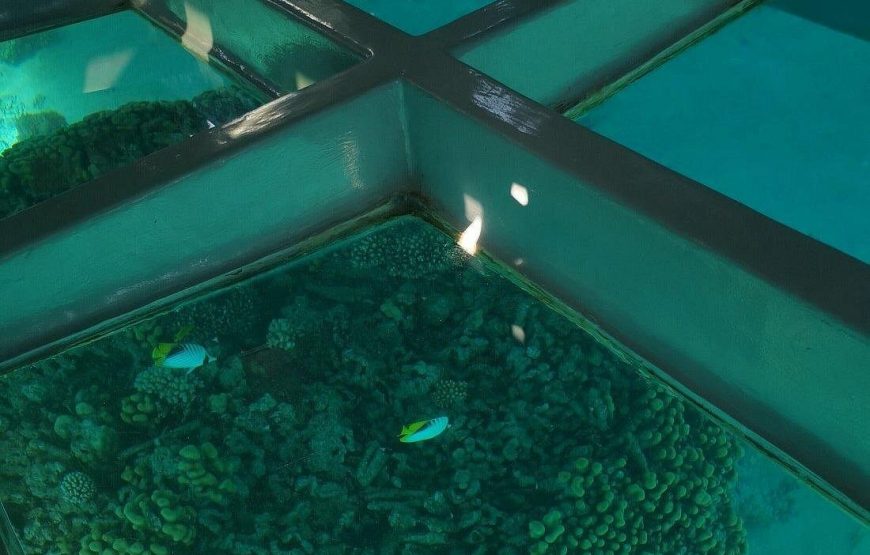 Glass Bottom Boat Excursion in Sharm El Sheikh