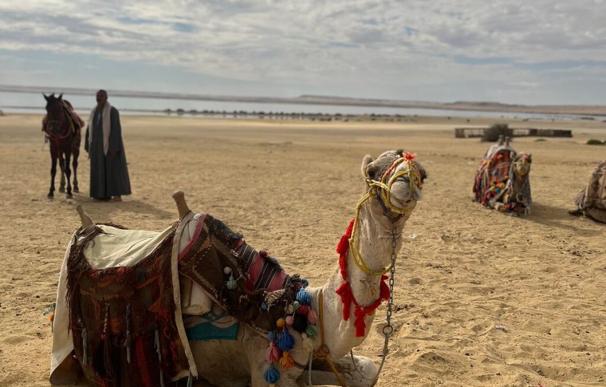 Full-Day Fayoum Oasis Private Tour from Cairo or Giza