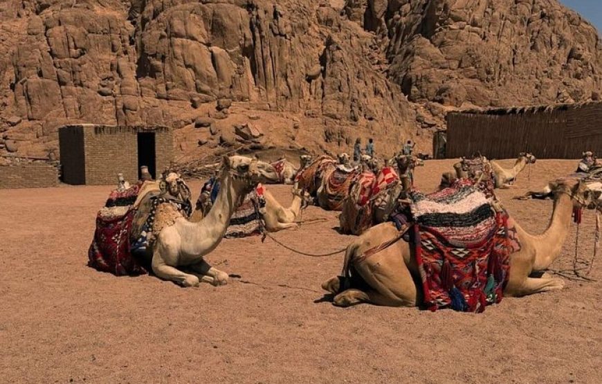 Quad Bike Desert Adventure In Sharm El Sheikh