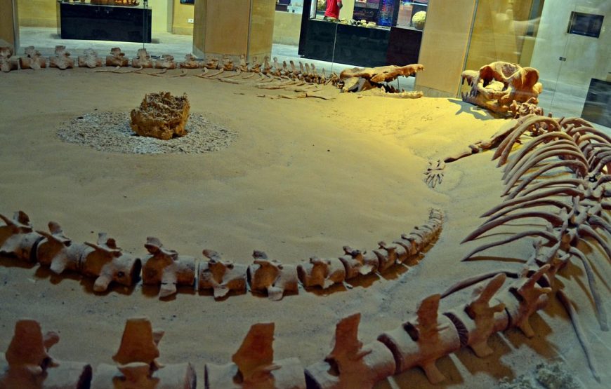 Full-Day Fayoum Oasis Private Tour from Cairo or Giza